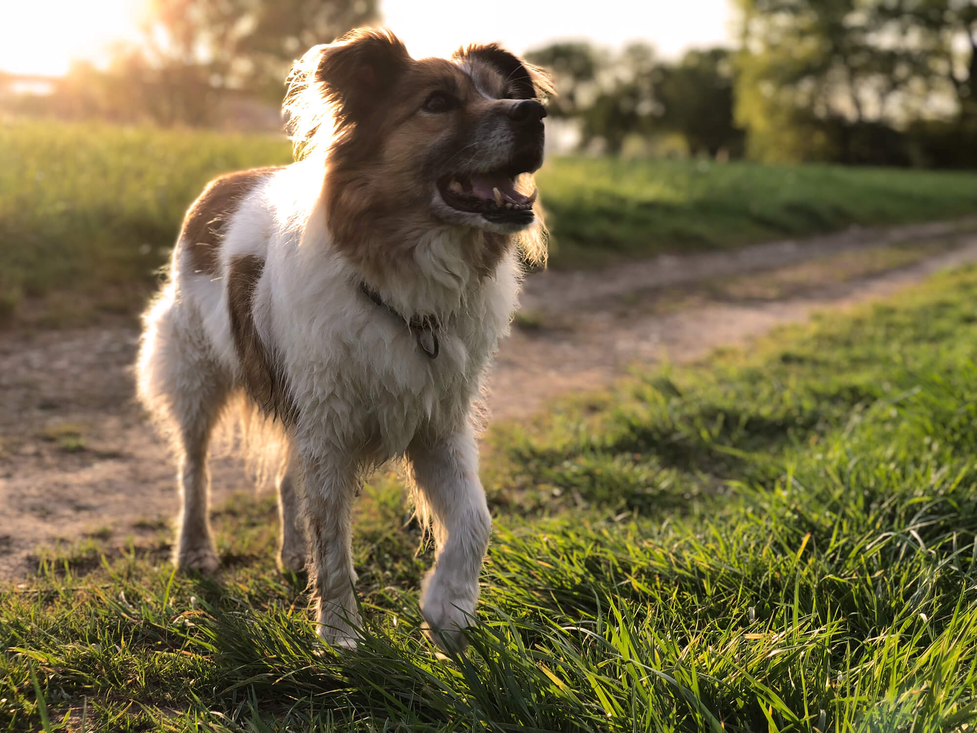 Niko, backlit by the setting sun, is attentively looking past the camera – probably at a food source
